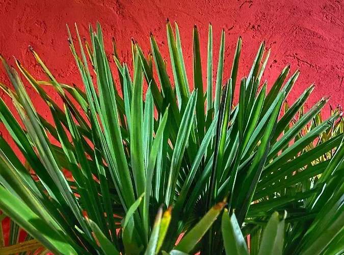 La Carthagène Des Indes - Centre , Spa&terrasse Privée Appartement